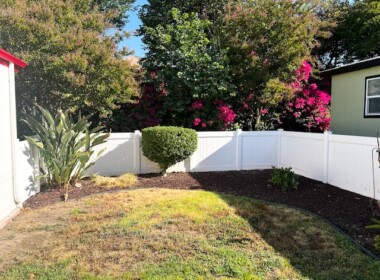 Back Yard 1